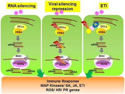 Cross-Talk in Viral Defense Signaling in Plants